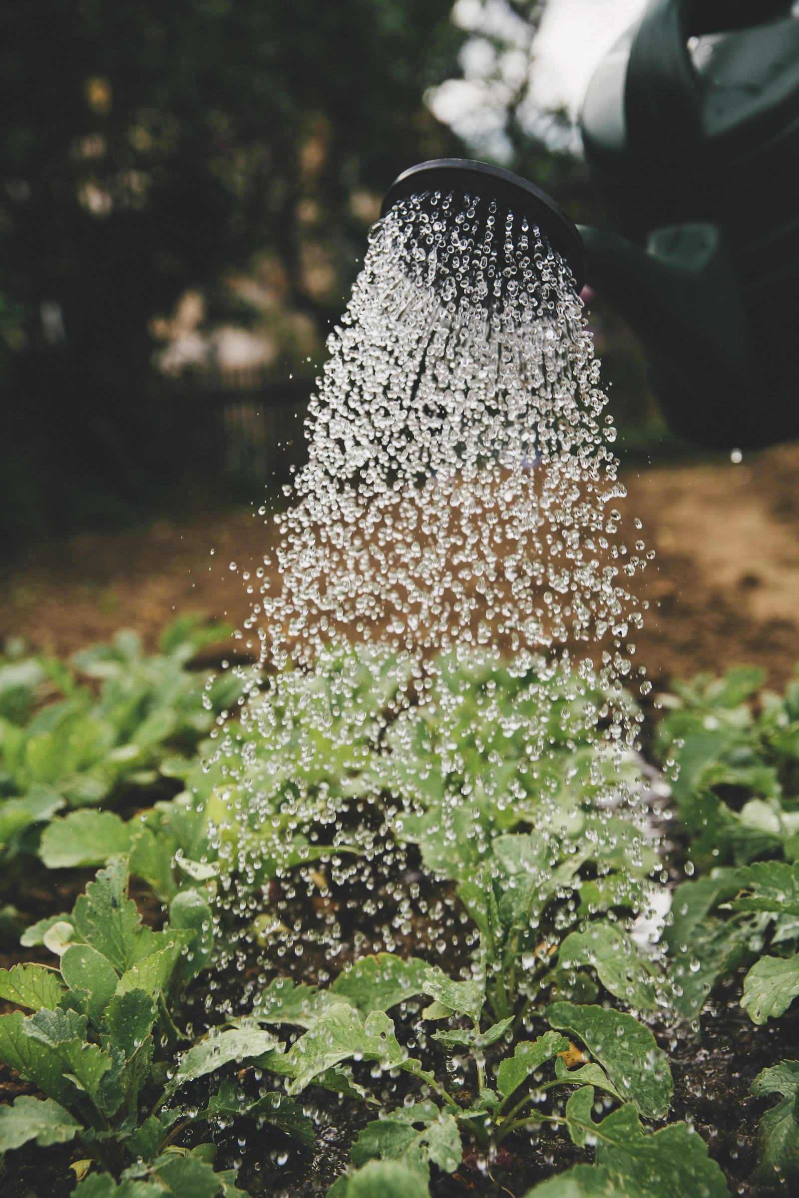 Home & Garden